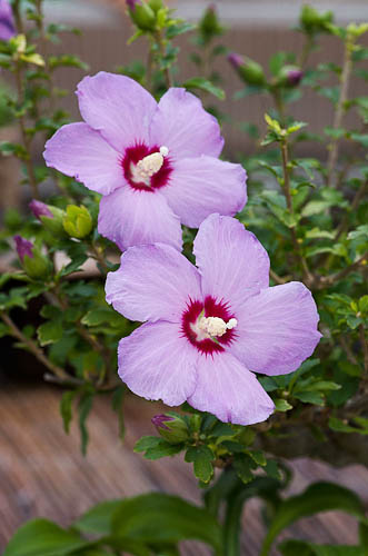 Bonsaje 2025 - vernisáž - foto 3