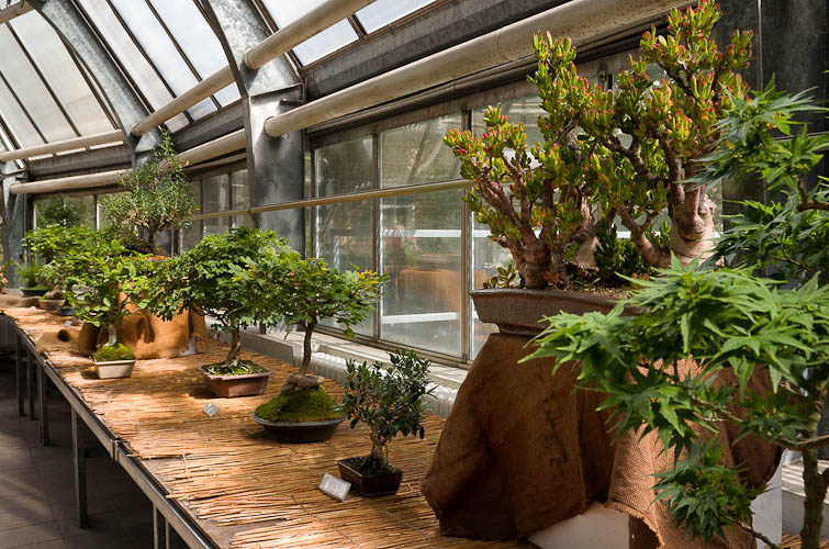 Bonsaje 2025 - vernisáž - foto 11