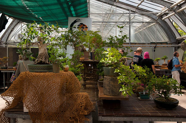 Bonsaje 2025 - vernisáž - foto 14