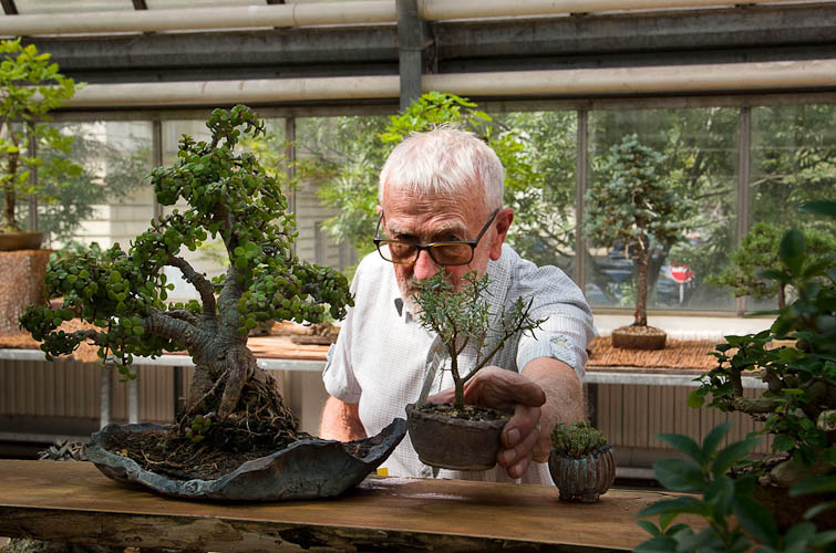 Bonsaje 2025 - vernisáž - foto 16