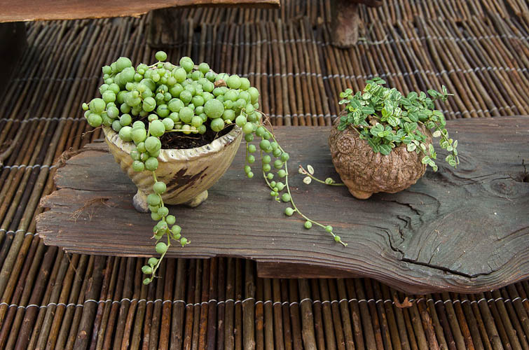 Bonsaje 2025 - vernisáž - foto 17