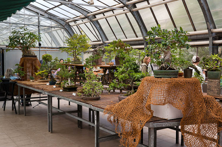 Bonsaje 2025 - vernisáž - foto 23