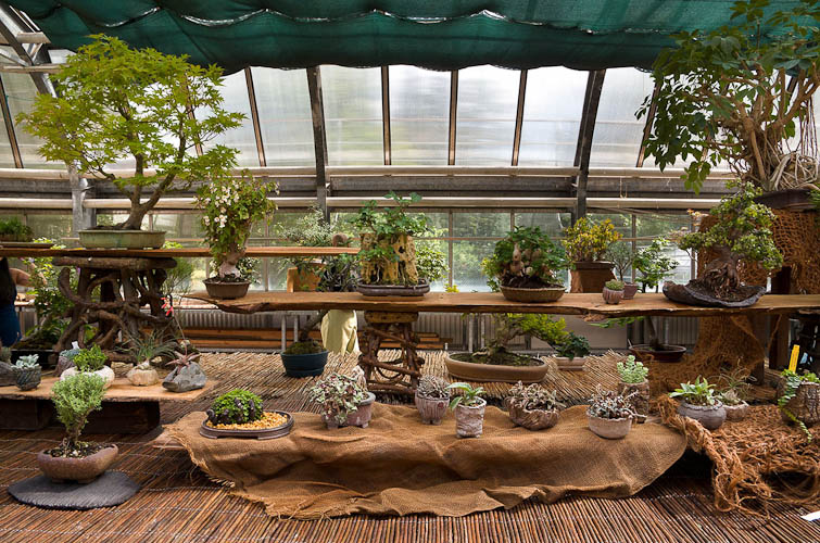 Bonsaje 2025 - vernisáž - foto 24