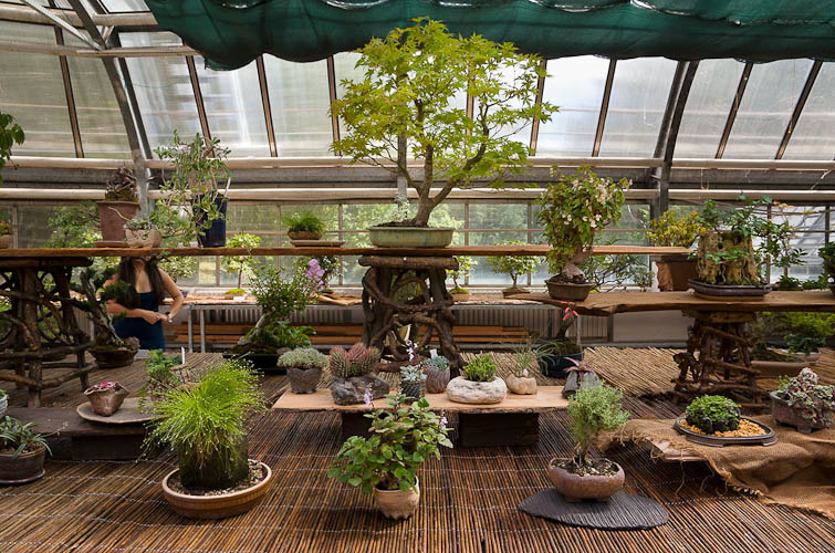 Bonsaje 2025 - vernisáž - foto 25