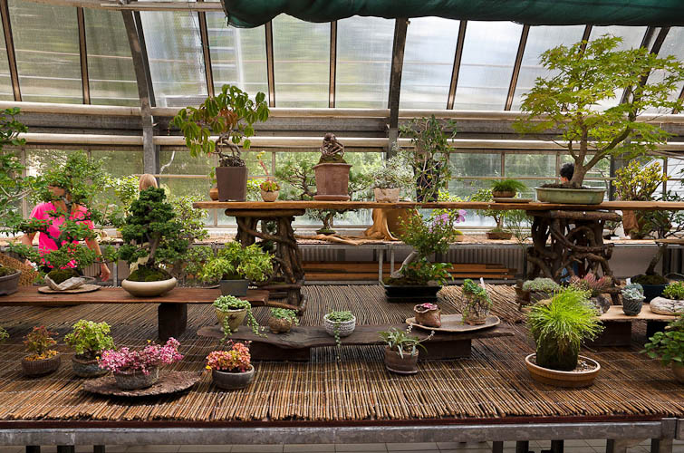 Bonsaje 2025 - vernisáž - foto 26