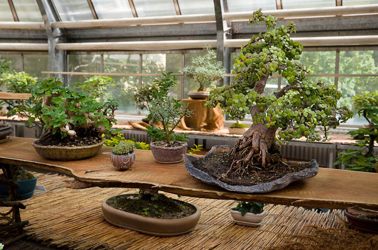 Bonsaje 2025 - vernisáž - foto 27