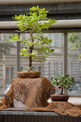 Bonsaje 2025 - vernisáž - foto 28