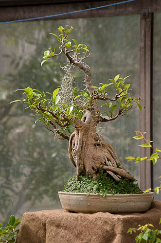 Bonsaje 2025 - vernisáž - foto 30