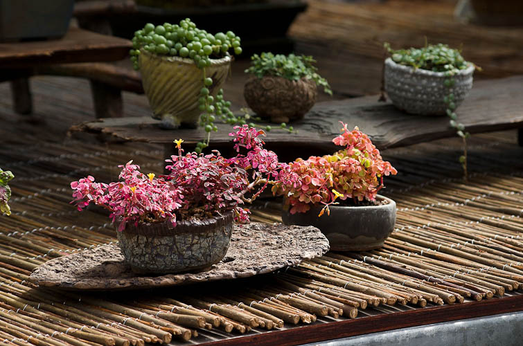 Bonsaje 2025 - vernisáž - foto 31