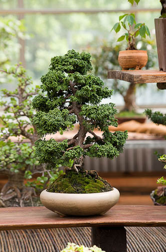 Bonsaje 2025 - vernisáž - foto 32