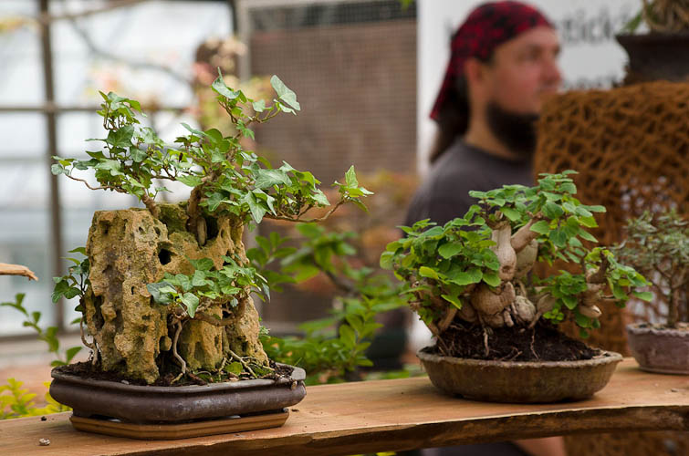 Bonsaje 2025 - vernisáž - foto 33