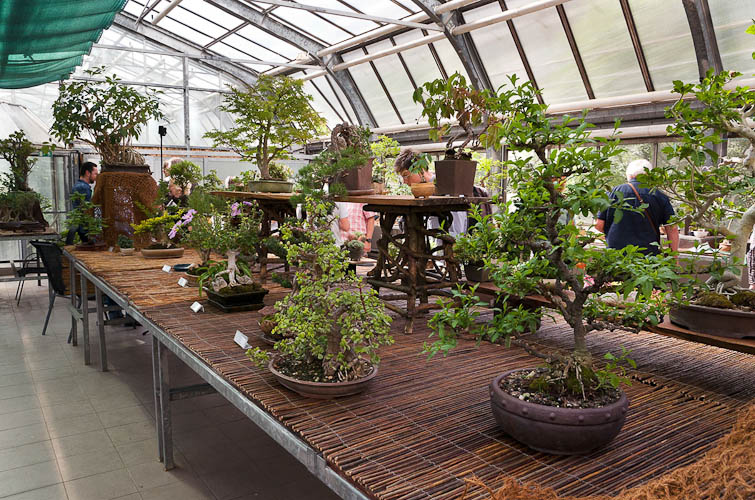 Bonsaje 2025 - vernisáž - foto 63