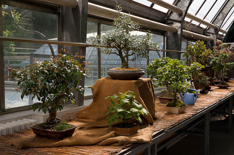 Bonsaje 2025 - vernisáž - foto 64