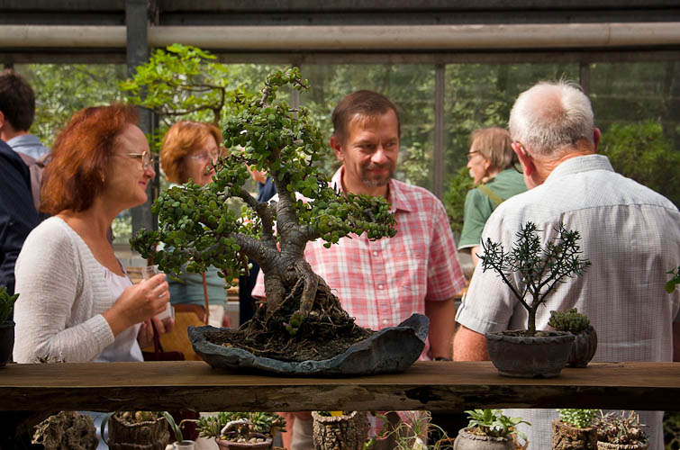 Bonsaje 2025 - vernisáž - foto 65