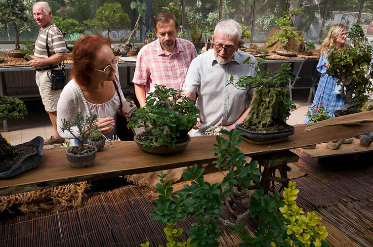 Bonsaje 2025 - vernisáž - foto 68