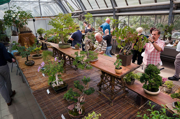 Bonsaje 2025 - vernisáž - foto 76