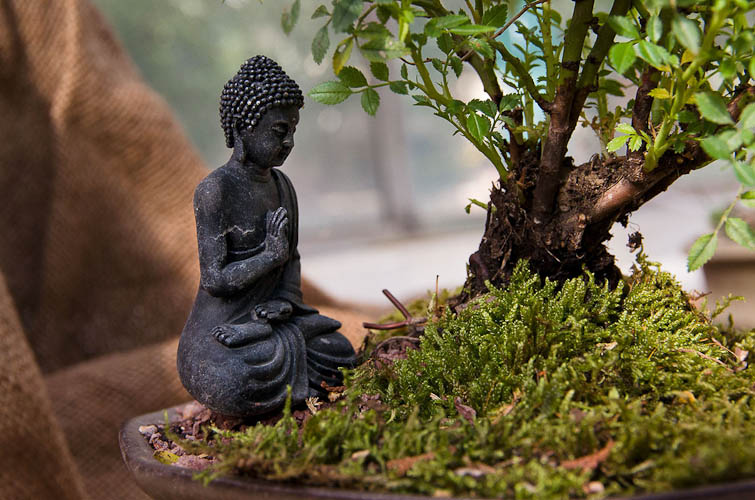 Bonsaje 2025 - vernisáž - foto 80