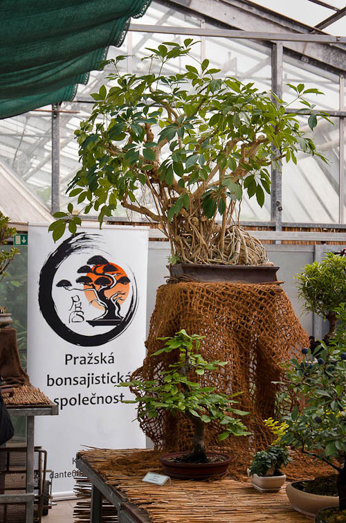 Bonsaje 2025 - exponáty - foto 45